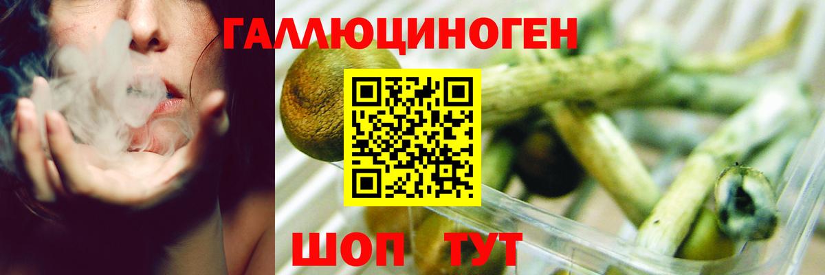 Мурино  Псилоцибиновые грибы Psilocybe  Вход с VPN 